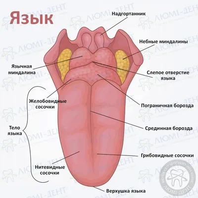 Девиация языка. Блог Лого-Эксперт