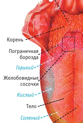 Картинки девушка показывает язык (46 фото) » Картинки, раскраски и  трафареты для всех - Klev.CLUB