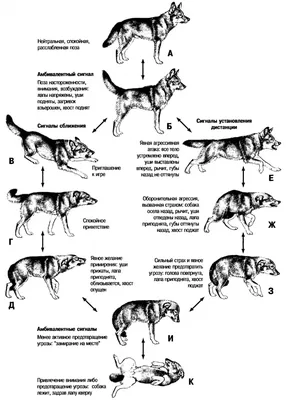 Как понять язык тела собаки? - BarberPet