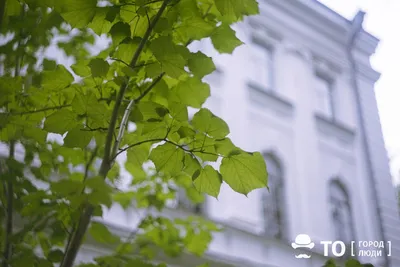 Фото: Памятник кедровке, жанровая скульптура, Томск, Игуменский парк —  Яндекс Карты