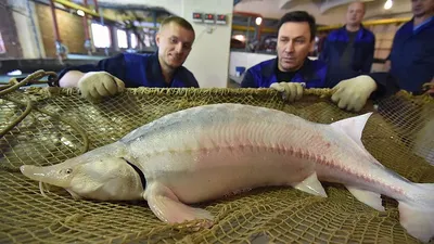 Икра летучей рыбы Санта Бремор Тобико оранжевая, 45г - купить с доставкой в  Тюмени в Перекрёстке