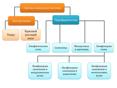 Читать статья № 9: как работает иммунитет? коротко о принципах работы  иммунитета от Логосферы на medpublishing