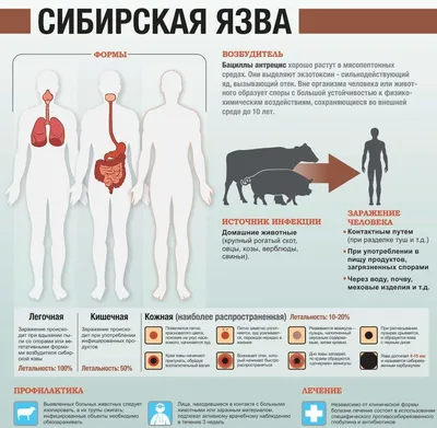 Инфекционные заболевания человека — что это, определение и ответ