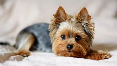 Йоркширский терьер (Yorkshire Terrier) – фото, описание породы, стрижка и  одежда, отзывы владельцев