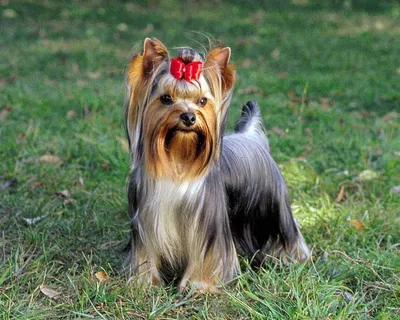 https://www.royalcanin.com/ru/dogs/breeds/breed-library/yorkshire-terrier