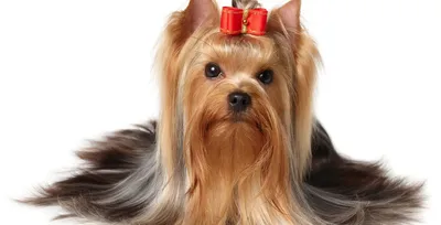 Йоркширский терьер (Yorkshire Terrier) – фото, описание породы, стрижка и  одежда, отзывы владельцев