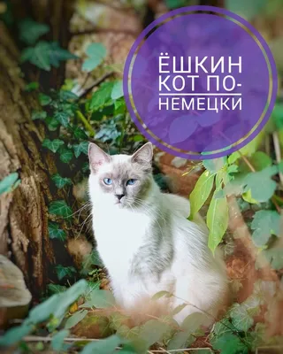 Открытки Let's Cats! - Открытка Ёшкин кот!