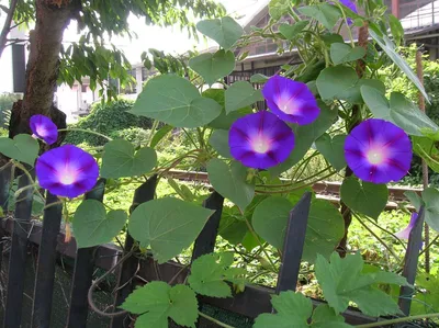 Ipomoea PURPUREA 'BLACK KNIGHT' (Ипомея): купить 3 семени c доставкой  почтой 🌸 Адениум дома