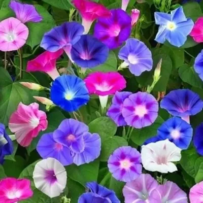 Ипомея пурпурная смесь (Ipomoea Purpurea Mix)