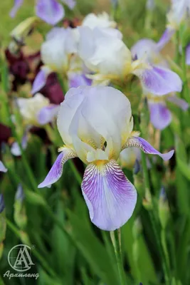 Ирис злаковидный (Iris graminea) купить в blumgarden.ru