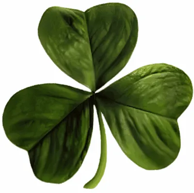 irish four leaf clover