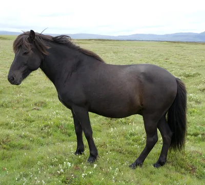 Исландская лошадь фото