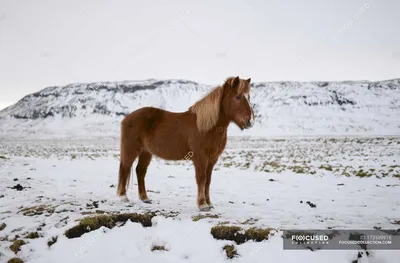 Потрясающие фотографии исландских лошадей