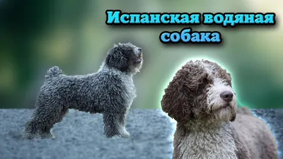 Animals - Испанская водяная собака, 3DANL_63435 | 3D модель для ЧПУ станка