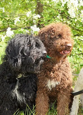 Spanish Water Dog | Spanish water dog, Water dog, Dog breeds