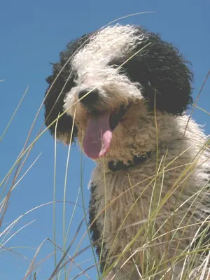 Испанская водяная собака / Perro de Agua Espanol | ВКонтакте