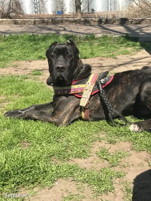 Портрет Породы Собак Cane Corso На Черном Фоне Итальянский Мастиф Щенок Ест  Из Рук — стоковые фотографии и другие картинки Кане-корсо - iStock