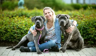 Кане корсо (Cane Corso) – это бесстрашная и очень преданная порода собак.  Описание, фото, отзывы владельцев.