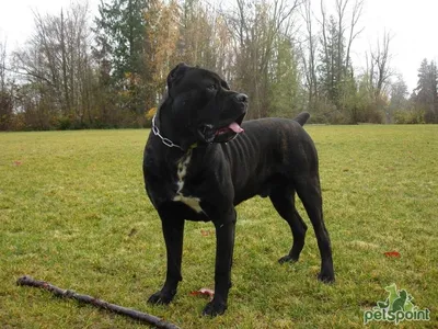 Кане корсо (Итальянская сторожевая собака) / Cane Corso (Sicilian  Branchiero) - PetsPoint.ru