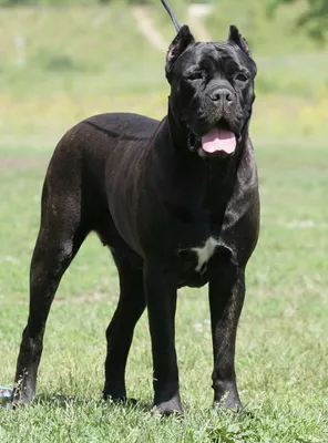 Итальянская Собака Cane Corso Открытом Воздухе стоковое фото ©sbolotova  495114552