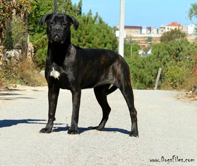 Кане корсо (Cane Corso) | Мир собак. Журнал о собаках. Доска объявлений.  Породы. Дрессировка.