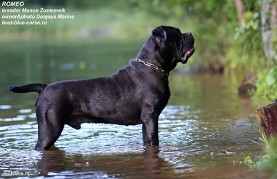 Итальянский брак (Italian Pointer) (Породы собак) итальянский пойнтер, фото  итальянского пойнтера Энциклопедия о животных EGIDA.BY