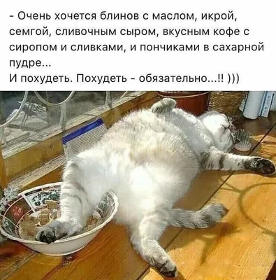 Я не могу 😂😂😂. Эта картинка на 100% отражает моё состояние сейчас.  😂😂😂 | Кошачьи цитаты, Юмор про кошек, Юмор о животных