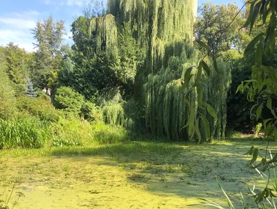 Ива белая плакучая Тристис Salix Tristis 14/16 купить в ЦМП