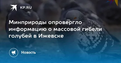 Любовь и голуби по-московски