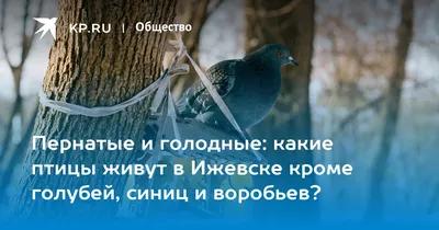 Ижевские голуби купить на Зозу.ру