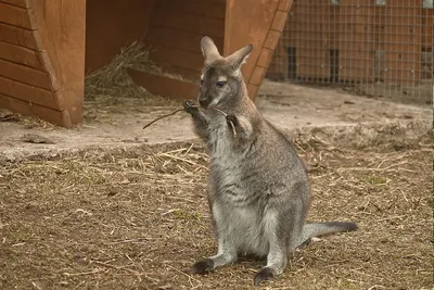 The Izhevsk Zoo. The State Zoological Park of Udmurtia - YouTube