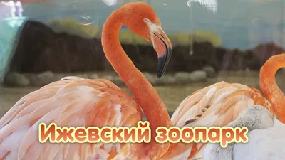 FANlife.ru Ижевск › Афиша › Отдых с детьми › Показательные кормления в  Зоопарке