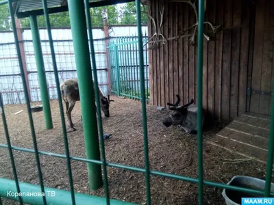 Поездка в Ижевский зоопарк - ООО \"Гидроэлектромонтаж\"