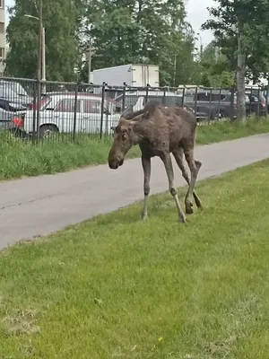 6 заведений восточной кухни в Ижевске — Еда — Выбирай.ру — Ижевск