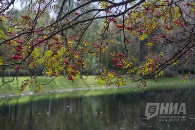 Кафе У озера у метро Парк культуры в Нижнем Новгороде: фото, отзывы, адрес,  цены