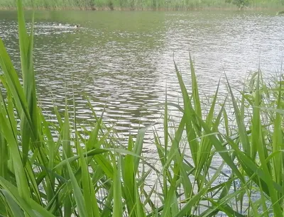 Сормовское (Парковое) озеро в Нижнем Новгороде, Сормовский район. Кафе,  отели рядом, фото, видео, как добраться