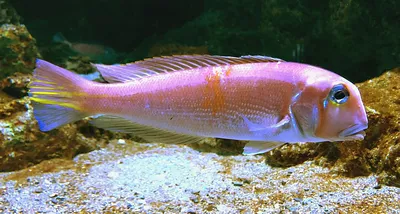 File:Branchiostegus japonicus Kyoto aquarium.jpg - Wikipedia