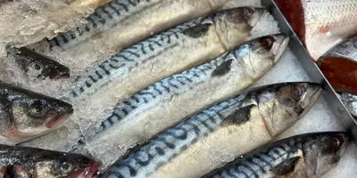 Доппельгерц® актив Омега-3 Концентрат | 🐟 Рыба и морепродукты — источники  белка и минералов. В них больше витамина В12 и D, чем у любого другого вида  пищи. А еще рыба — ценный