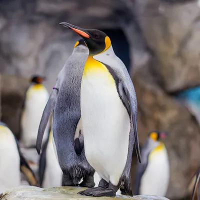 Королевский пингвин | Penguin pictures, Penguins, Cute penguins