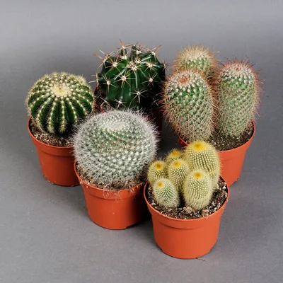 Кактус Echinocactus Grusonii в интернет-магазине VALLES.RU