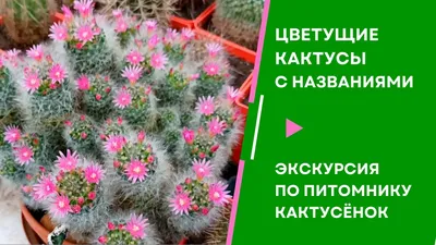 Интерьер дома и дачи :: Освещение :: Свечи :: Свечи декоративные \"Кактусы\",  6 штук