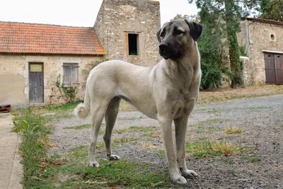 Кангал – собака с самым сильным укусом! Подходит ли вам такая порода? | Dog  Breeds | Дзен