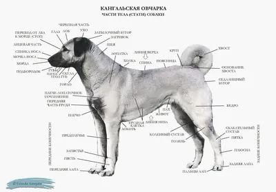 Стандарт породы кангальская овчарка. Питомник кангалов (РКФ/FCI)