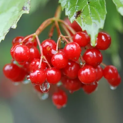 Red berries Kalina under the snow Stock Photo - Alamy