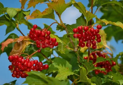 Vibúrnum ópulus-калина обыкновенная изолировано. Stock Photo | Adobe Stock