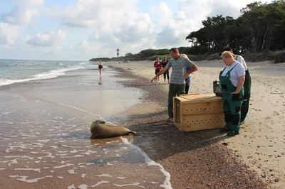 Спасатели Янтарного устроят шоу на открытии пляжного сезона | ОБЩЕСТВО |  АиФ Калининград