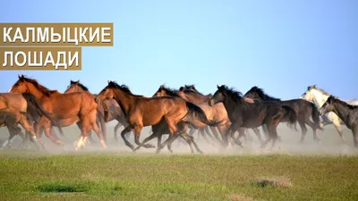 Фото калмыцких лошадей для любителей конного спорта