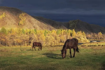 Фото калмыцких лошадей для использования в рекламе