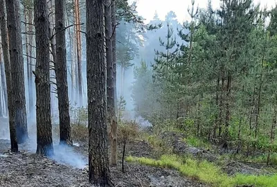 Калужский бор отдадут новой организации - Общество - Новости - Калужский  перекресток Калуга