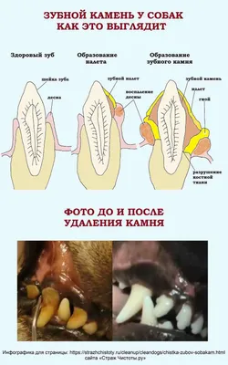 Чистка зубов - Ветеринарная клиника Надежда в Архангельске